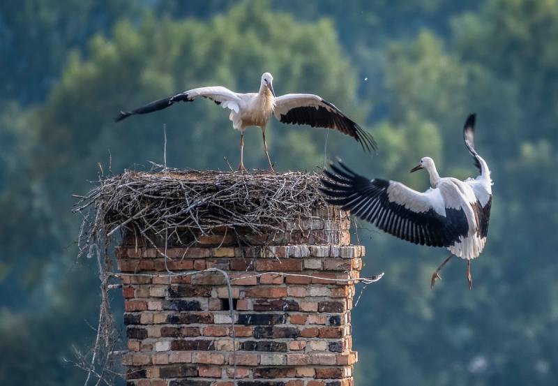 Professional Chimney Animal Removal Services in Alsip, Illinois